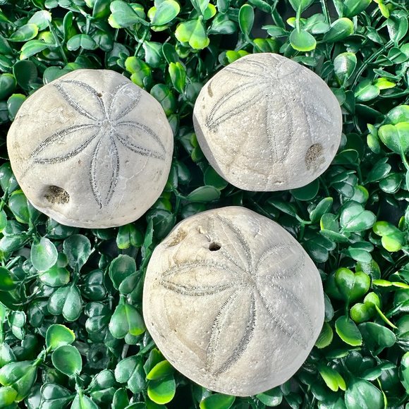 Sea Biscuit Fossils - 3 Pack, Various Sizes - Picture 1 of 4